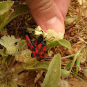 Smoky moths