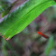 Cranefly