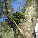 Resurrection Fern
