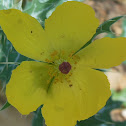 Mexican Prickly Poppy
