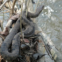 Northern Watersnake