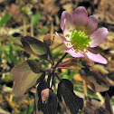 Rue-anemone