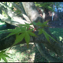 Japanese Maple