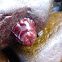 Tomate de mar. Beadlet anemone