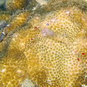 Shrimp (Urocaridella?)