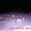 Black-tailed jackrabbit