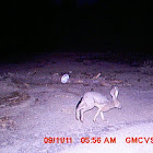 Black-tailed jackrabbit