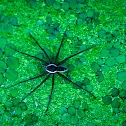 Six-spotted Fishing Spider