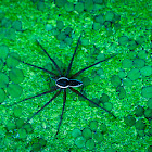 Six-spotted Fishing Spider