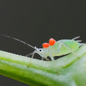 aphid with mites