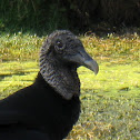 Black Vulture