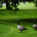 Canada Goose