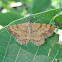 Common Heath