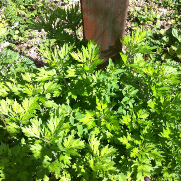 Spotting Image 1