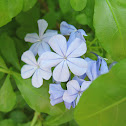 Blue Plumbago