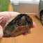Musk Turtle