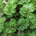 Kale