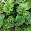 Kale