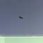 Turkey Vulture