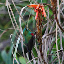 Southern Double-collared Sunbird