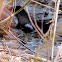 American Bullfrog