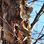 Water Birch