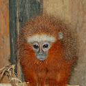 Titi Monkey