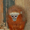 Titi Monkey