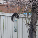 Western Grey squirrel