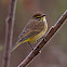 Palm Warbler