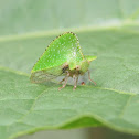 Keeled treehopper