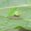 Keeled treehopper