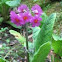 Primrose