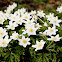 Wood anemone