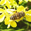 Hover Fly