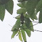 Hummingbird