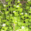 Garlic Mustard