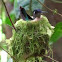 Violet-headed Hummingbird at nest