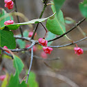 Spindleberry