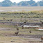 Chacma Baboon