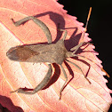 Twig Wilter