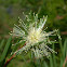 Lemon-scented Teatree