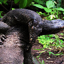 Water monitor