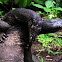 Water monitor