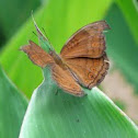 Brown soldier