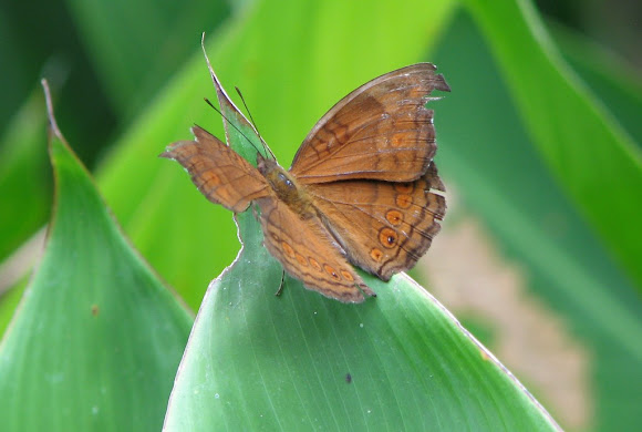 Spotting Image 1
