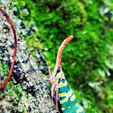 Lantern-fly (龍眼雞)