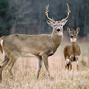 white-tailed deer