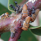 Bicincta?