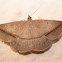 Conolophia aemula